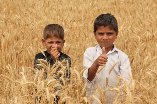 HybridwheatasuccessinPakistan,tospreadtoB&R