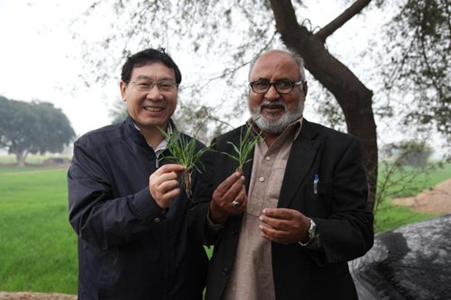 HybridwheatasuccessinPakistan,tospreadtoB&R