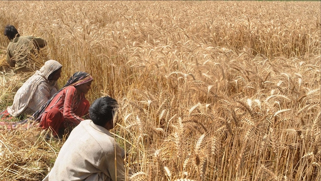 HybridWheatMightbetheWayForwardforPakistan'sDyingAgriculturalEconomy